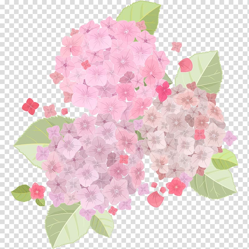 fresh and beautiful light pink hydrangea transparent background PNG clipart