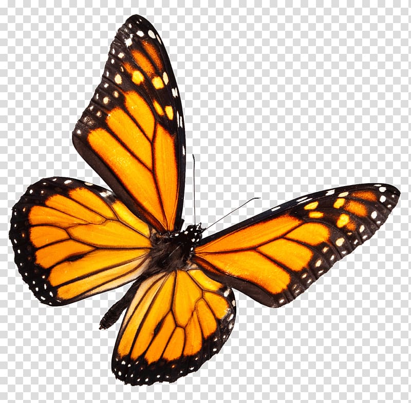Monarch butterfly Insect The Butterfly Place , caterpillar transparent background PNG clipart