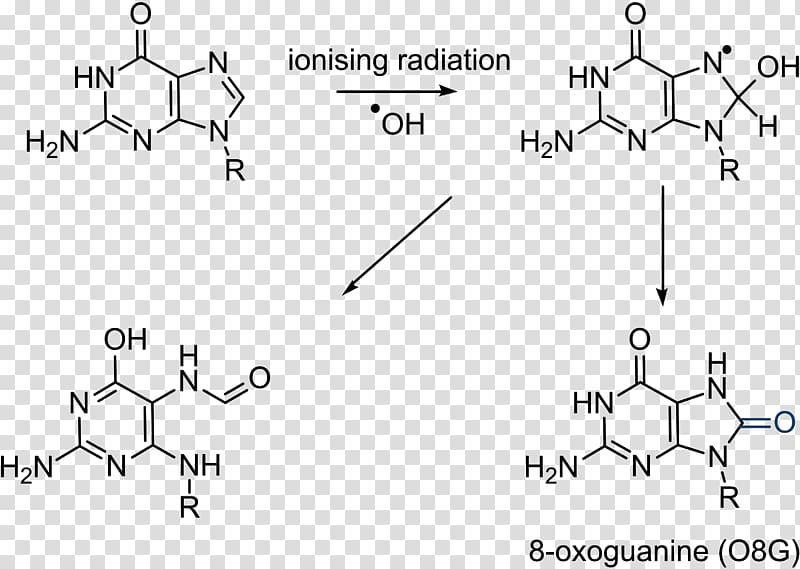 Guanine Base pair Cytosine Nitrogenous base Nucleobase, others transparent background PNG clipart