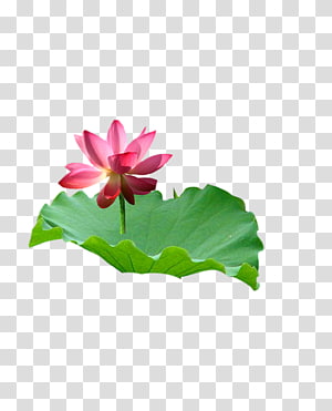 Leaf Nelumbo nucifera Petal, Lotus transparent background PNG clipart thumbnail