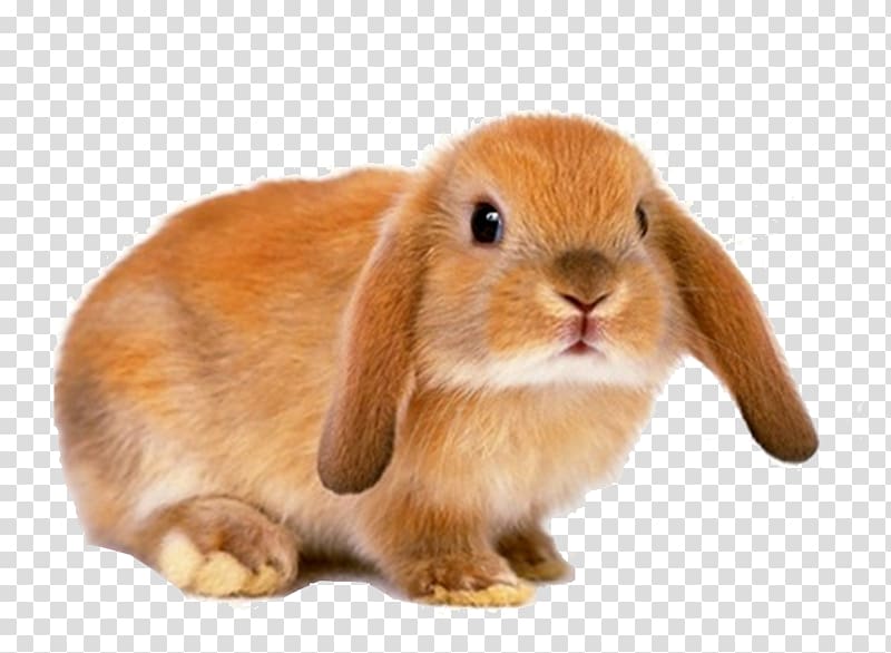 Guinea pig Hamster Baby Bunnies Pet sitting Rabbit, bo transparent background PNG clipart