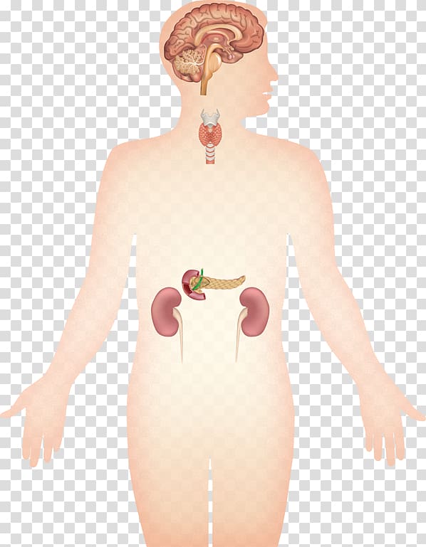 The Pituitary Gland Human body Organ, thyroid transparent background PNG clipart