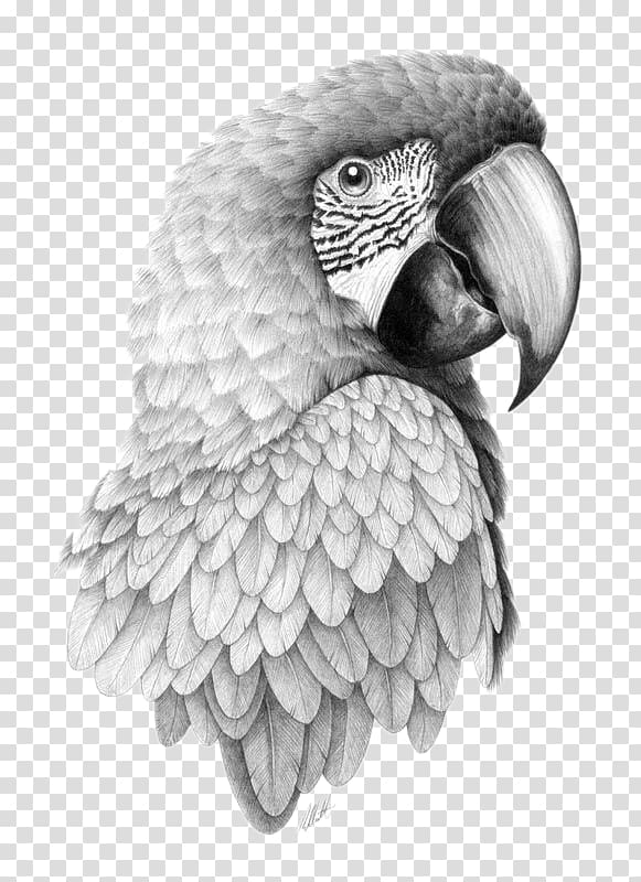 gray parrot illustration, Parrot Bird Drawing Pencil Sketch, Parrot Head transparent background PNG clipart