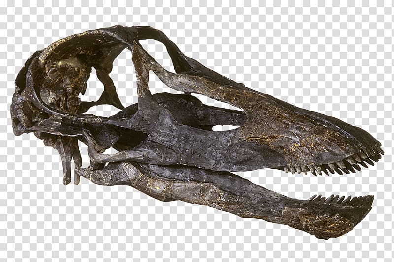 Diplodocus Camarasaurus Skull Kaatedocus Brontosaurus, skull transparent background PNG clipart
