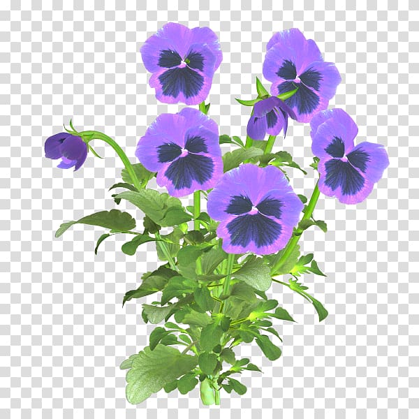 Pansy Flower Pin, Qi Baishi transparent background PNG clipart