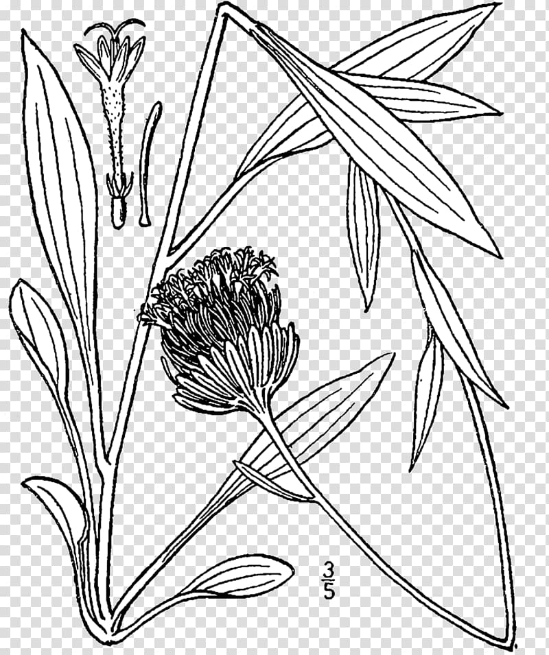Marshallia grandiflora Line art Appalachia Floral design, others transparent background PNG clipart