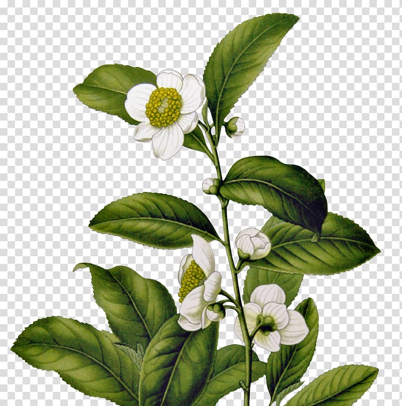 Green tea Camellia sinensis Tetley History of tea in India, the tea ceremony transparent background PNG clipart