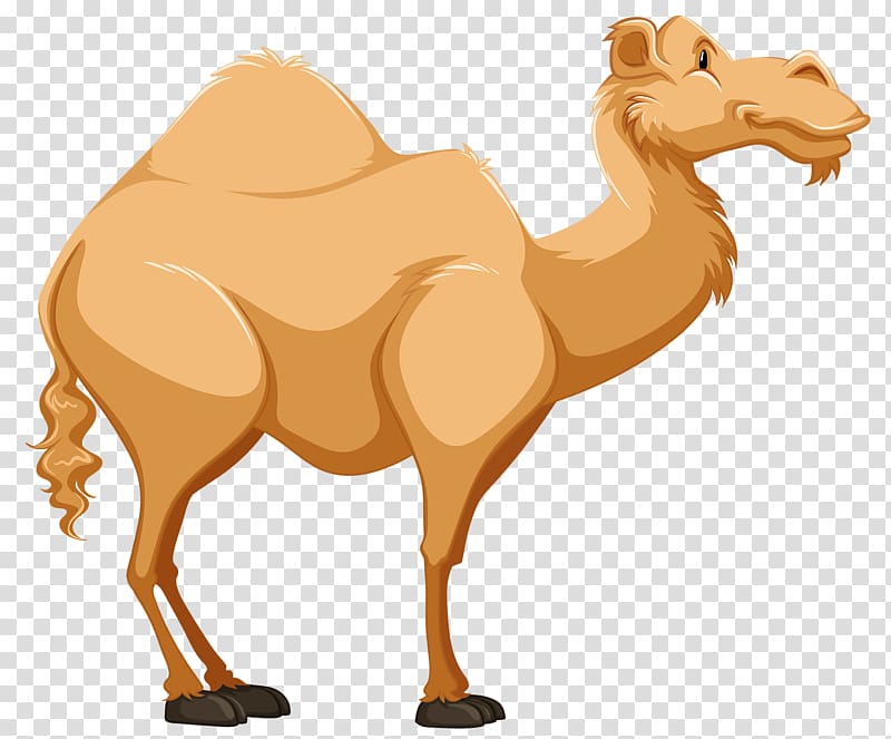 Dromedary Cartoon Tengger Desert , A camel transparent background PNG clipart