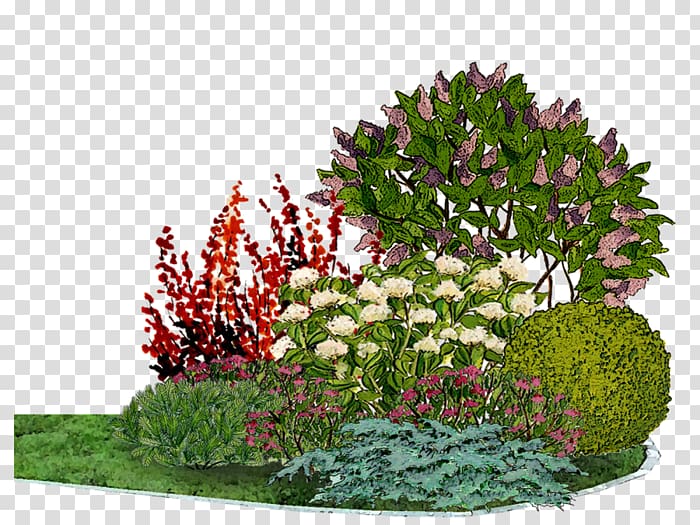 Flower garden Arborvitae Barberry Conifers, transparent background PNG clipart