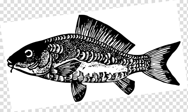 Fish Carp Black and white , carp transparent background PNG clipart