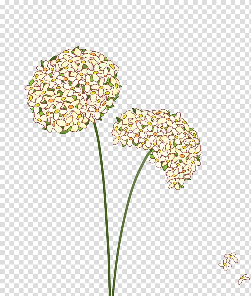 Common Dandelion Illustration, Dandelion plant material transparent background PNG clipart
