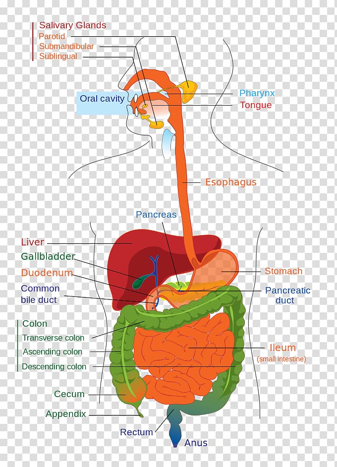 Human Digestive System Gastrointestinal Tract Digestion Diagram Anatomy