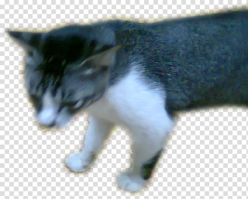 Whiskers Manx cat European shorthair Aegean cat Kitten, mata kucing transparent background PNG clipart