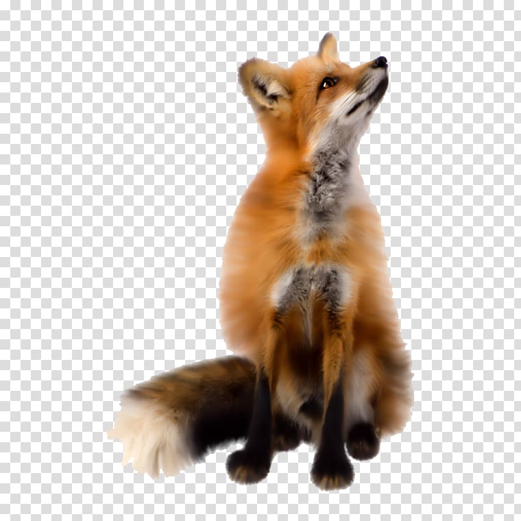 Fox , Rather God fox transparent background PNG clipart