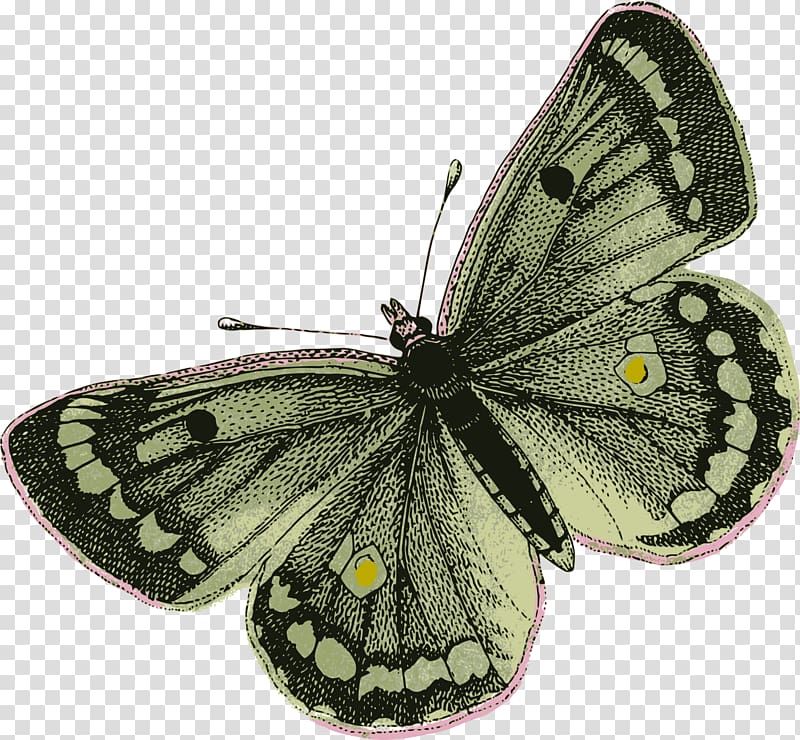 Butterfly Insect Moth , wings transparent background PNG clipart