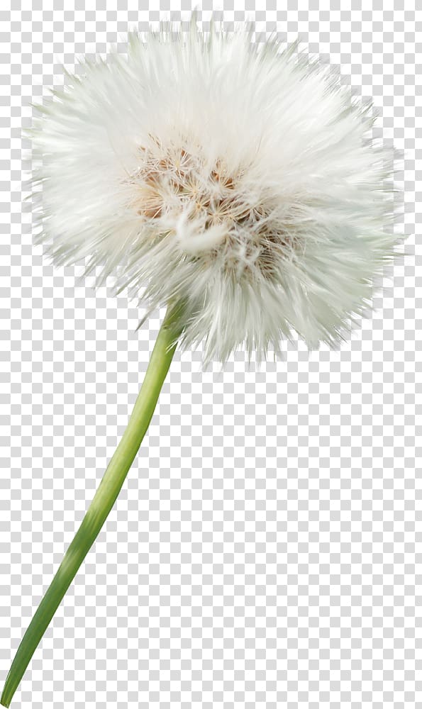 Dandelion Sow thistles , dandelion transparent background PNG clipart