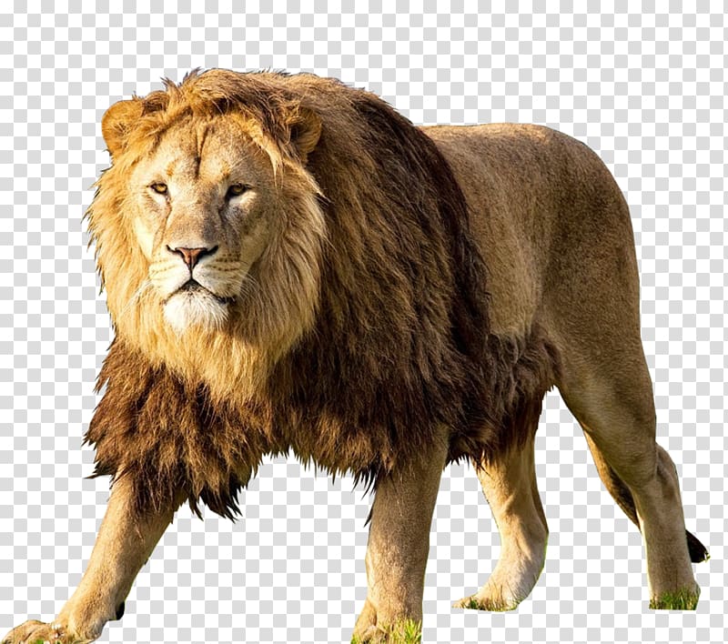 lion lion transparent background PNG clipart