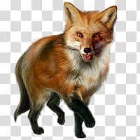 Fox transparent background PNG clipart