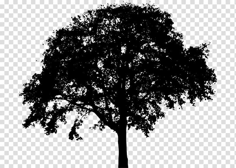 Tree Silhouette , Borg transparent background PNG clipart