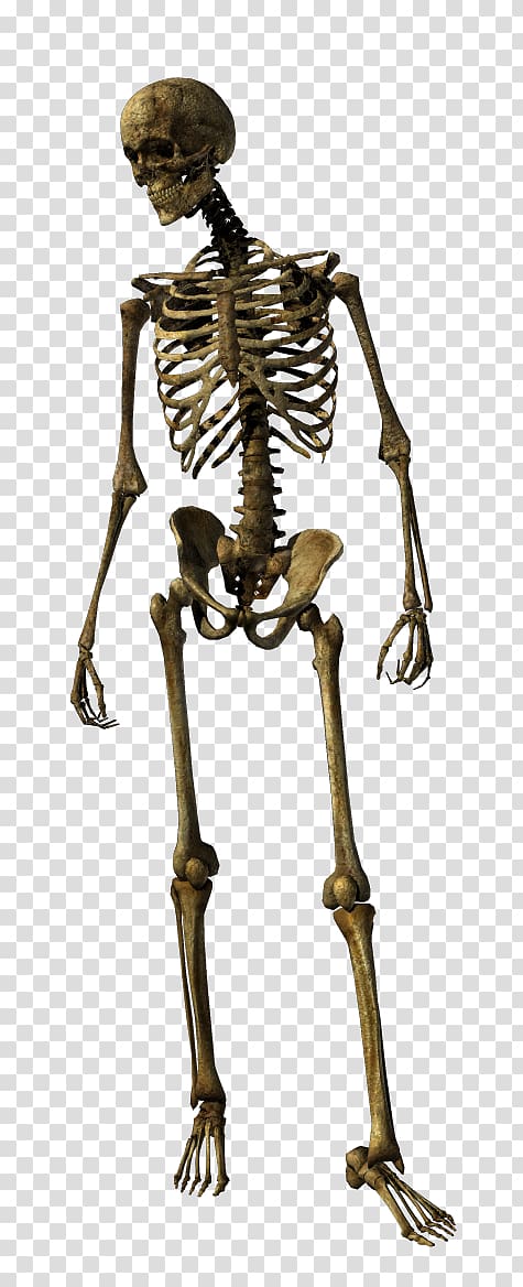 Human skeleton Homo sapiens Joint, Skeleton transparent background PNG clipart