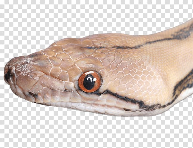 Boa constrictor Snakebite Angry Anaconda Attack Sim 3D Boomslang, snake transparent background PNG clipart