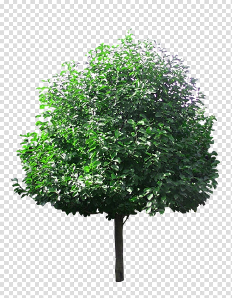 green leaf tree , Tree Lindens, Linden tree material transparent background PNG clipart