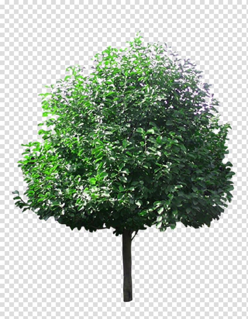 Green Leaf Tree , Tree Lindens, Linden Tree Material Transparent 