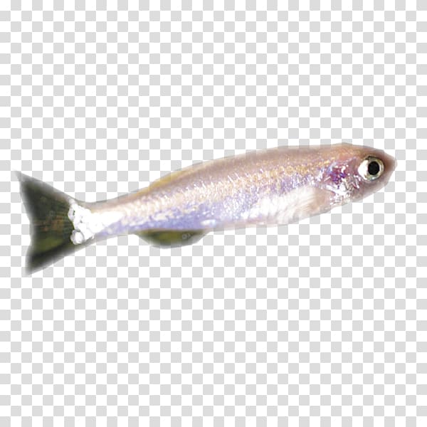 Sardine Fish products Capelin Spoon lure Oily fish, zebrafish transparent background PNG clipart