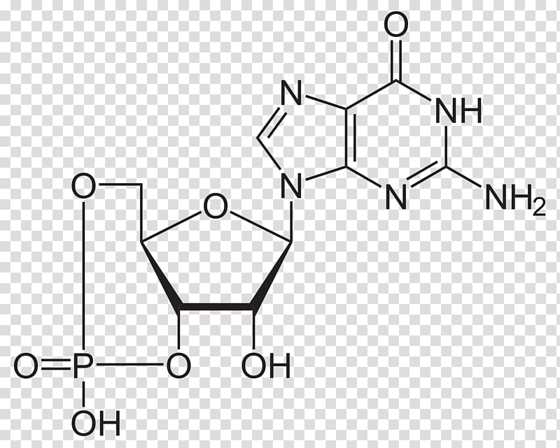 Adenosine triphosphate Structure Cyclic guanosine monophosphate Molecule Deoxyguanosine, gmp transparent background PNG clipart