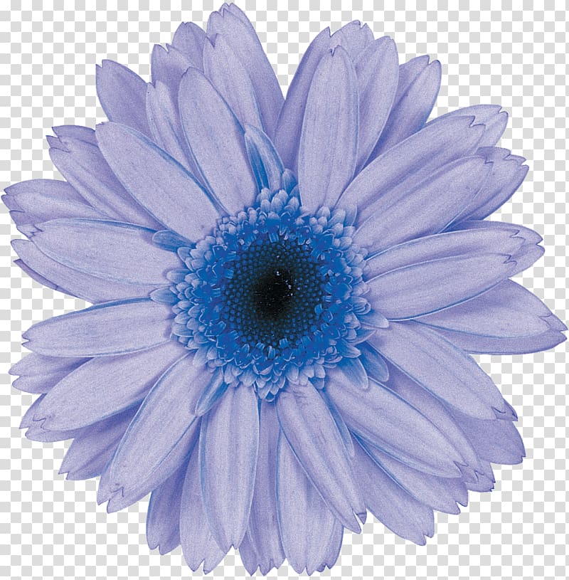 Transvaal daisy Daisy family Common daisy Flower Chrysanthemum, flower transparent background PNG clipart