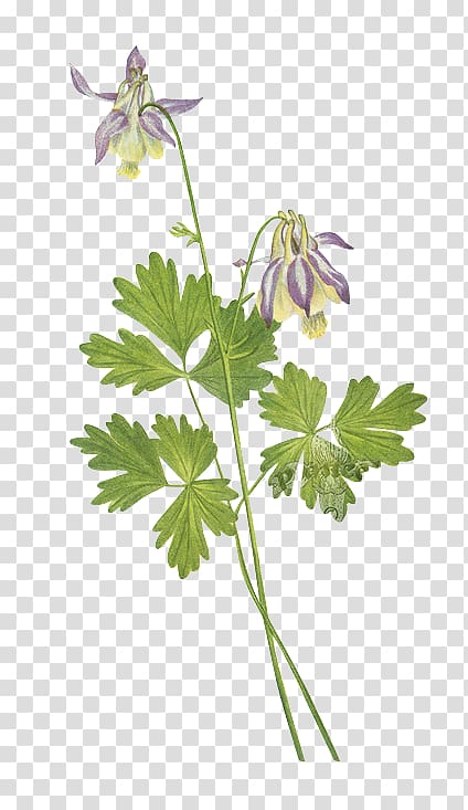 United States Shortspur Columbine (Aquilegia brevistyla) Wild flowers of America, Green floral material transparent background PNG clipart