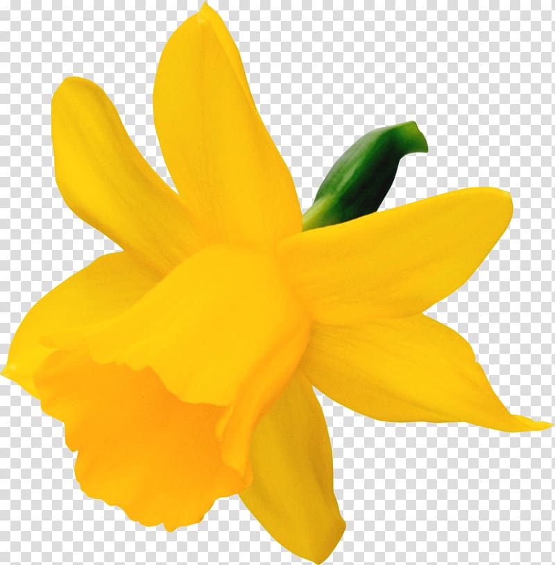 Narcissus Daffodil , Narcissus transparent background PNG clipart ...