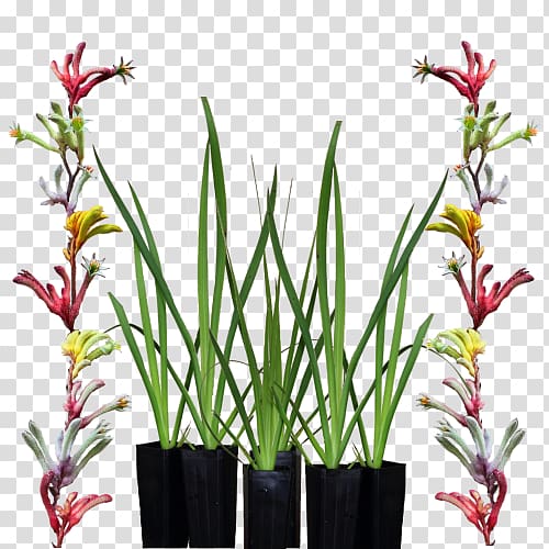 Tall kangaroo paw Floral design Lime, others transparent background PNG clipart