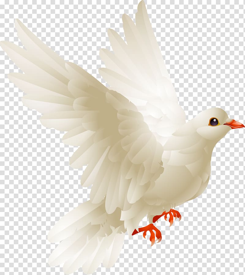 dove , Bird Chicken Columbidae Galliformes Domestic pigeon, peace dove transparent background PNG clipart