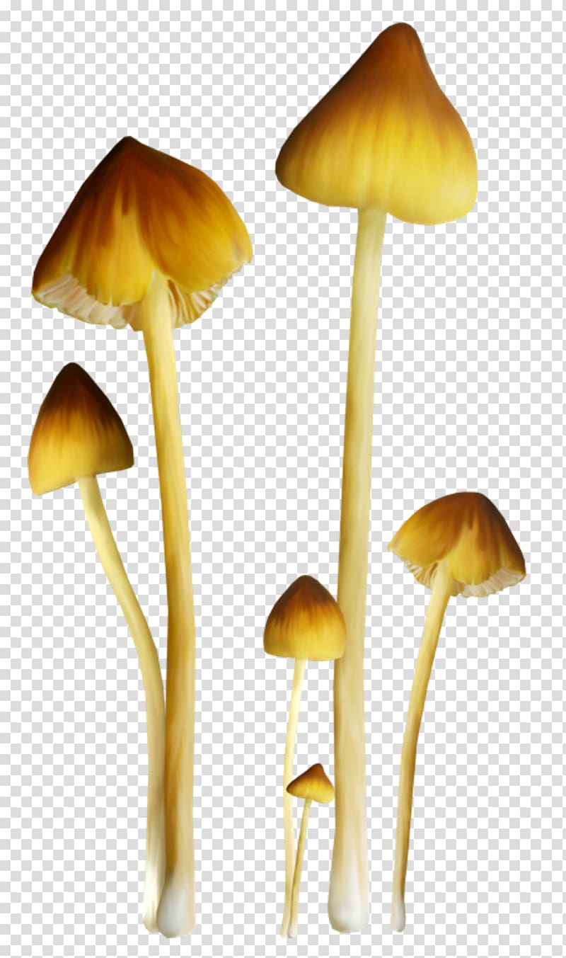 Fungus Mushroom Amanita muscaria , color mushrooms transparent background PNG clipart