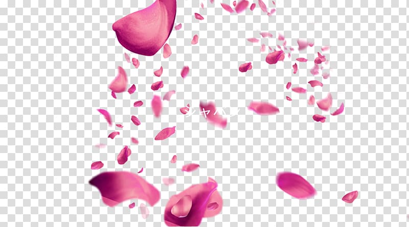 pink rose petals , Petal Pink Cherry blossom, Floating cherry blossom petals transparent background PNG clipart