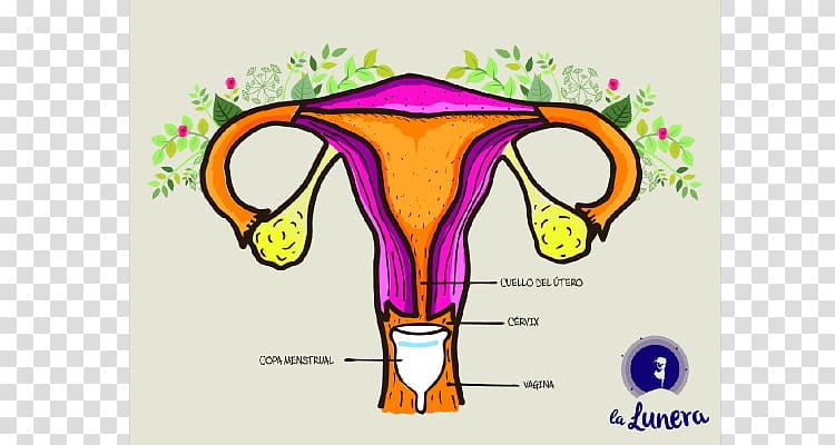 Menstrual cup Menstruation Menstrual cycle Tampon Uterus, Be Free Copa Menstrual transparent background PNG clipart