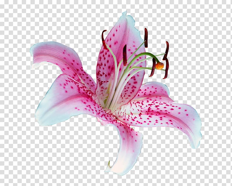 Lily \'Stargazer\' Tiger lily Flower , flower transparent background PNG clipart