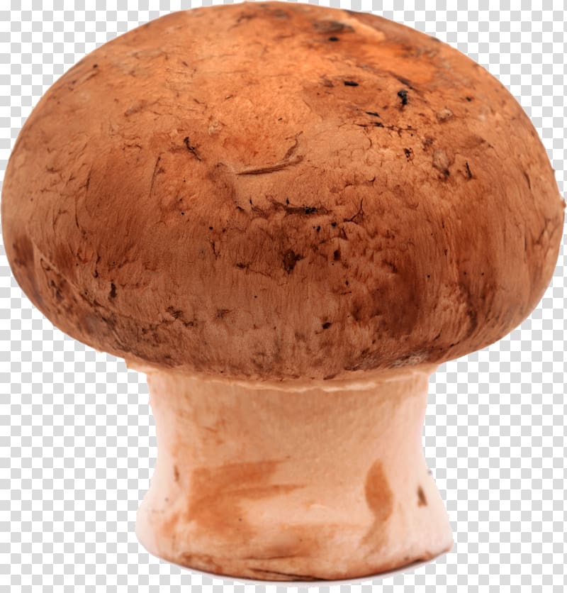 Edible mushroom Common mushroom Agaricaceae , mushrooms transparent background PNG clipart