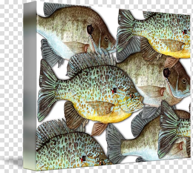 Tilapia Gallery wrap Canvas Art Printmaking, School Fish transparent background PNG clipart