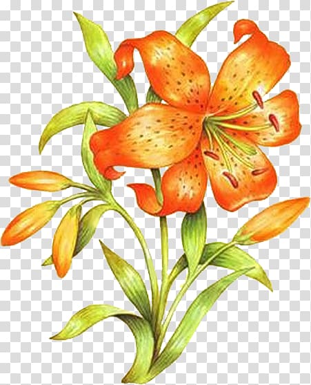 Orange lily Floral design Drawing Flower, flower transparent background PNG clipart