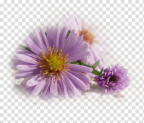 Painting Garden Cosmos Internet forum graph Shape, painting transparent background PNG clipart