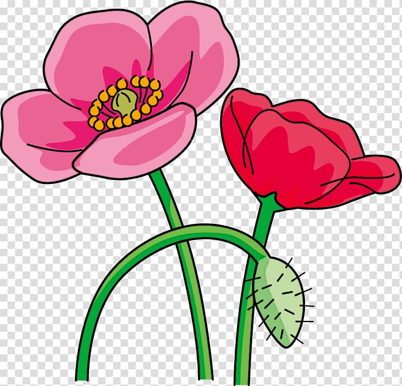 Ise Common poppy Flower, poppy transparent background PNG clipart