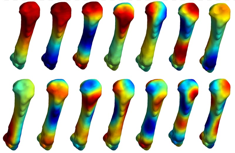 Human musculoskeletal system Carpal bones Musculoskeletal disorder Research, Musculoskeletal transparent background PNG clipart