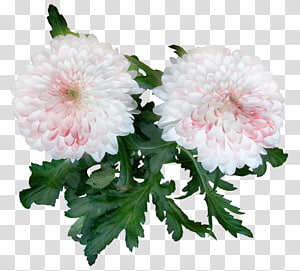 Chrysanthemum Woman Love Cut flowers joy, chrysanthemum transparent background PNG clipart thumbnail