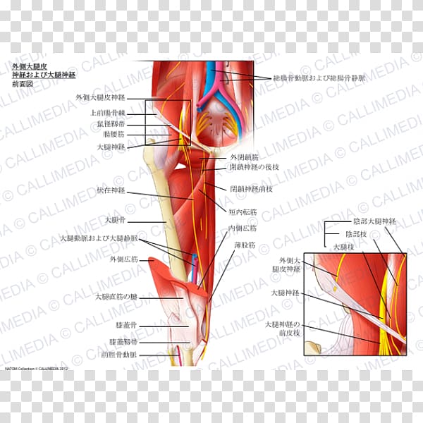Gray's Anatomy Femoral nerve Lateral cutaneous nerve of thigh, Gracilis Muscle transparent background PNG clipart