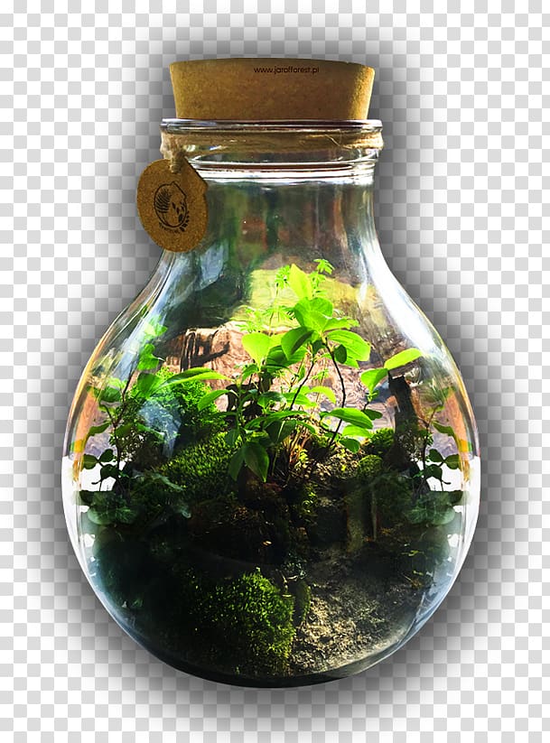 Forest Child Glass bottle Ecosystem, forest transparent background PNG clipart