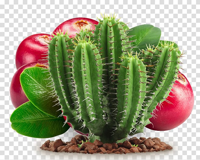 Cactaceae Barbary fig Cactus y suculentas Succulent plant, Cactus and fruit transparent background PNG clipart