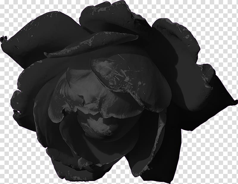 Black rose Darkness Poetry, goth transparent background PNG clipart