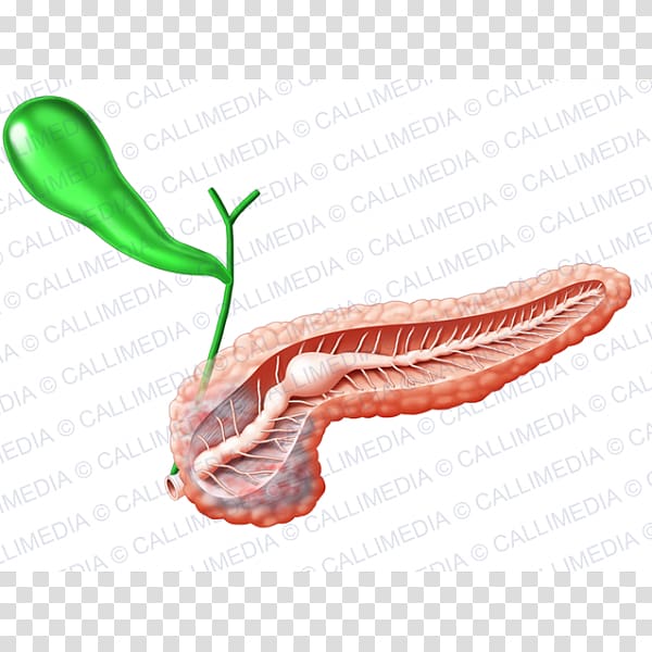 Pancreas Gallbladder Endocrine system Human anatomy, sistema transparent background PNG clipart